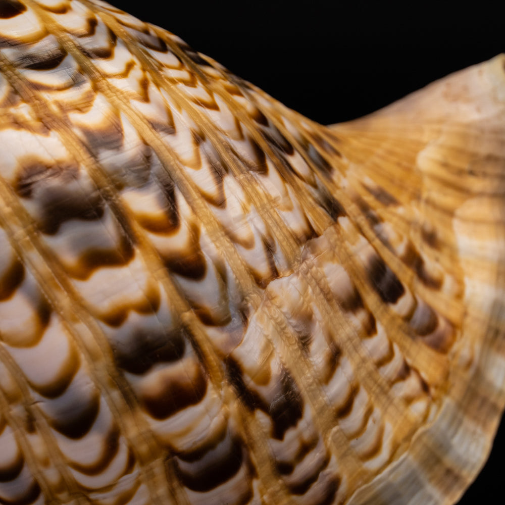 Genuine Pacific Triton Shell (1 lb) - Astro Gallery of Gems