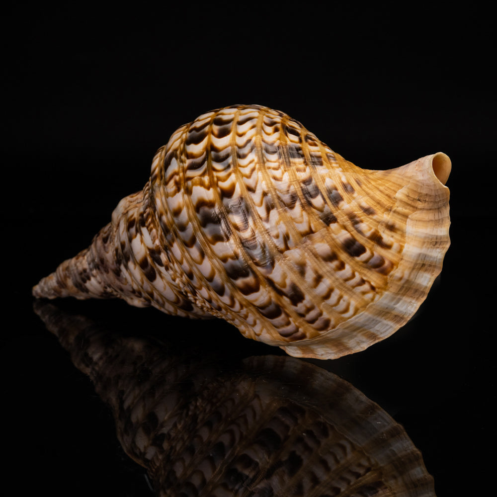 Genuine Pacific Triton Shell (1 lb) - Astro Gallery of Gems