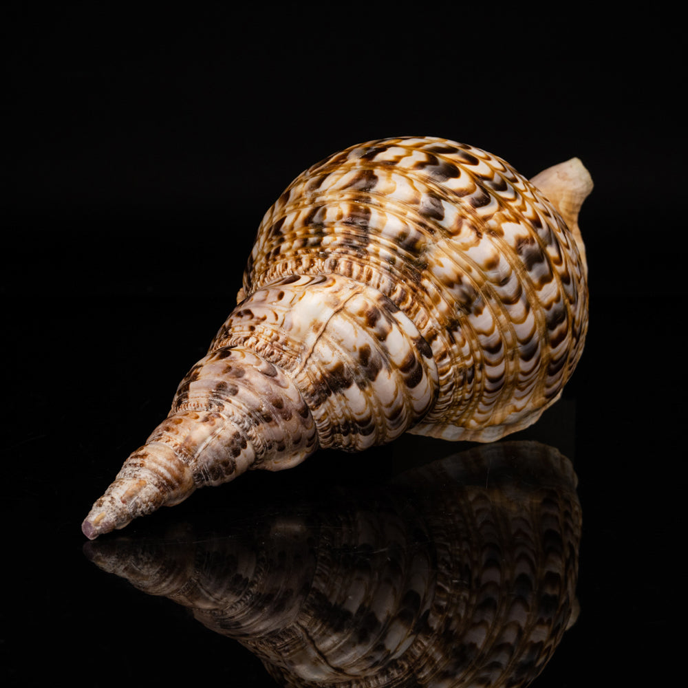 Genuine Pacific Triton Shell (1 lb) - Astro Gallery of Gems