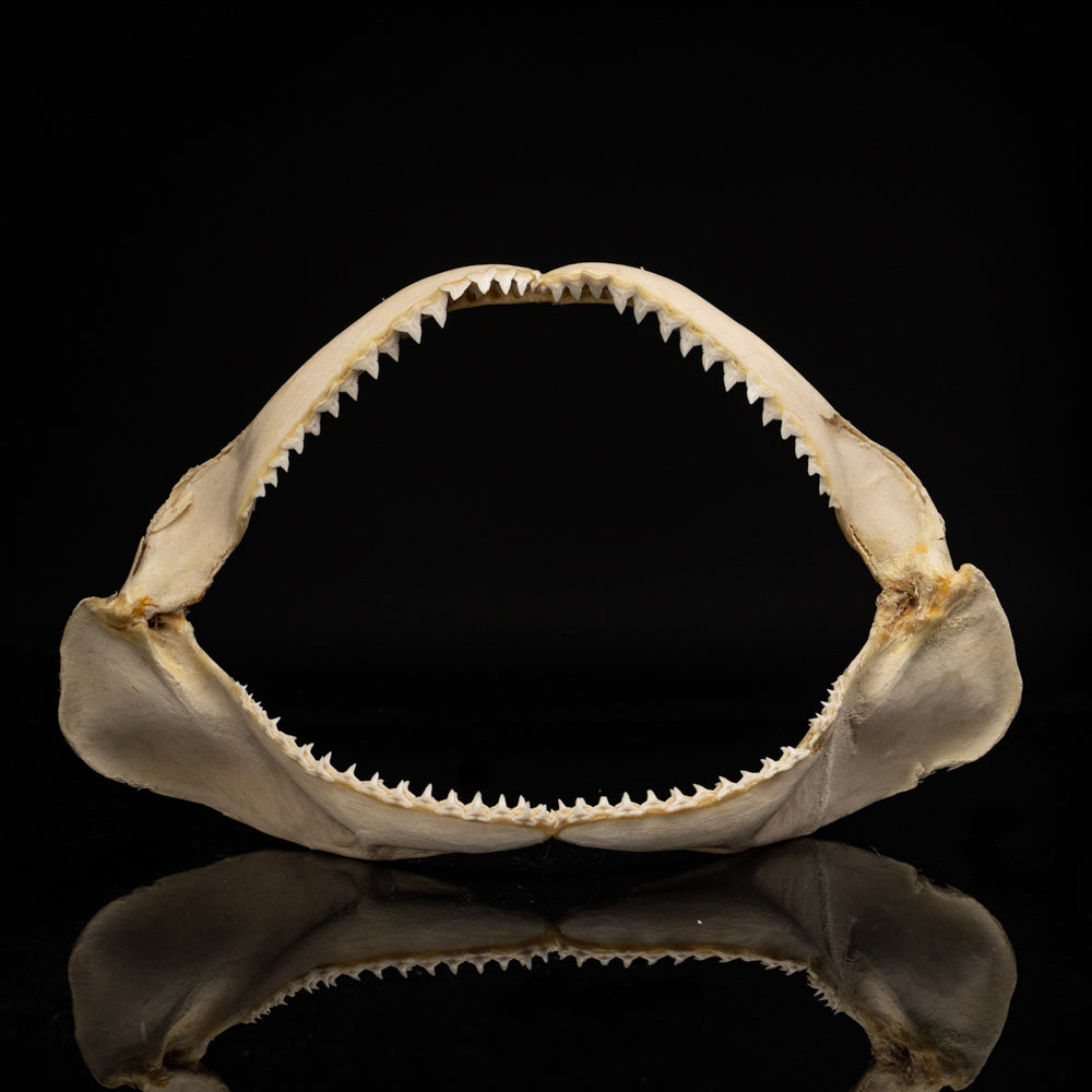 Genuine Blacktip Shark Jaw - Large (.4 lbs)