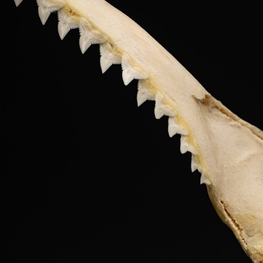 Genuine Blacktip Shark Jaw - Large (.4 lbs)