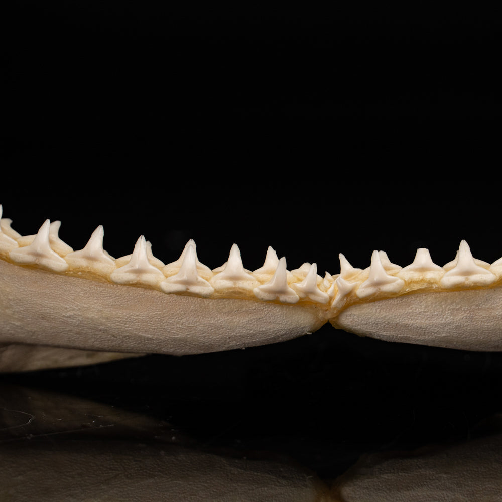 Genuine Blacktip Shark Jaw - Large (.4 lbs)