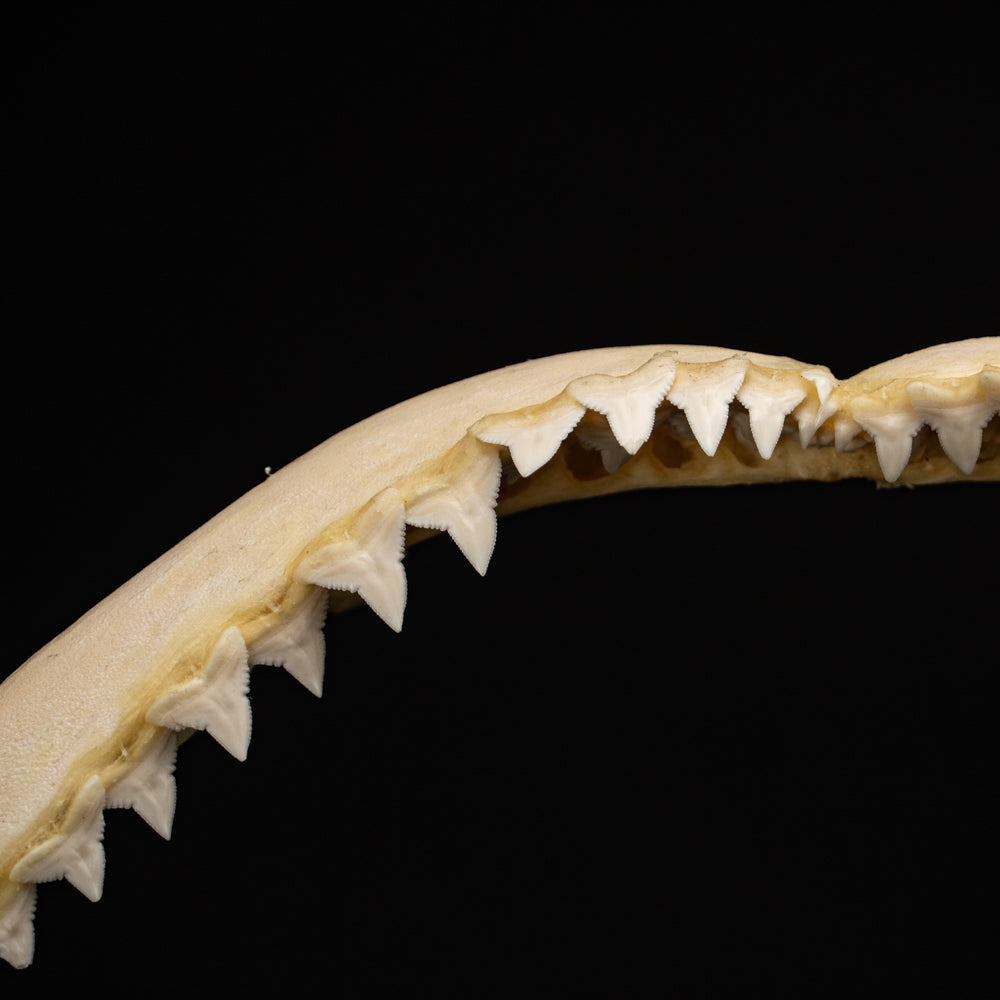 Genuine Blacktip Shark Jaw - Large (.4 lbs)