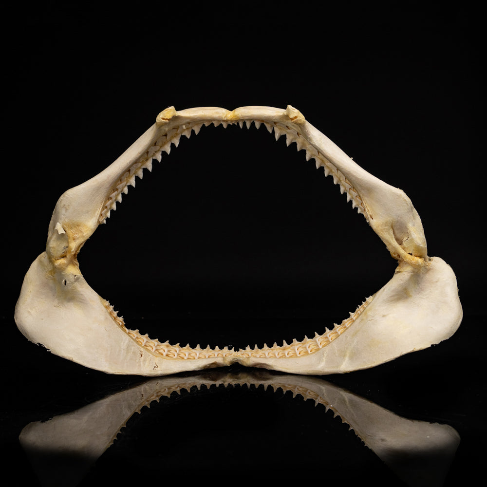 Genuine Blacktip Shark Jaw - Large (.4 lbs)