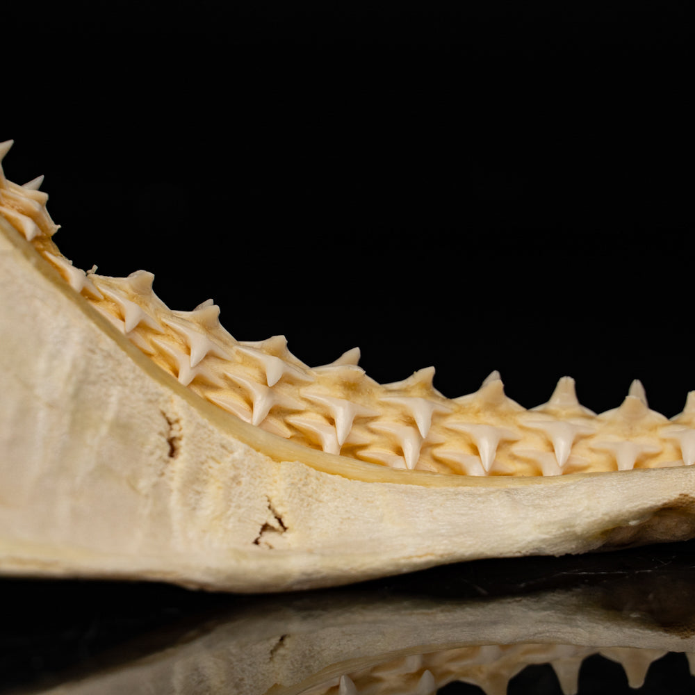 Genuine Blacktip Shark Jaw - Large (.4 lbs)