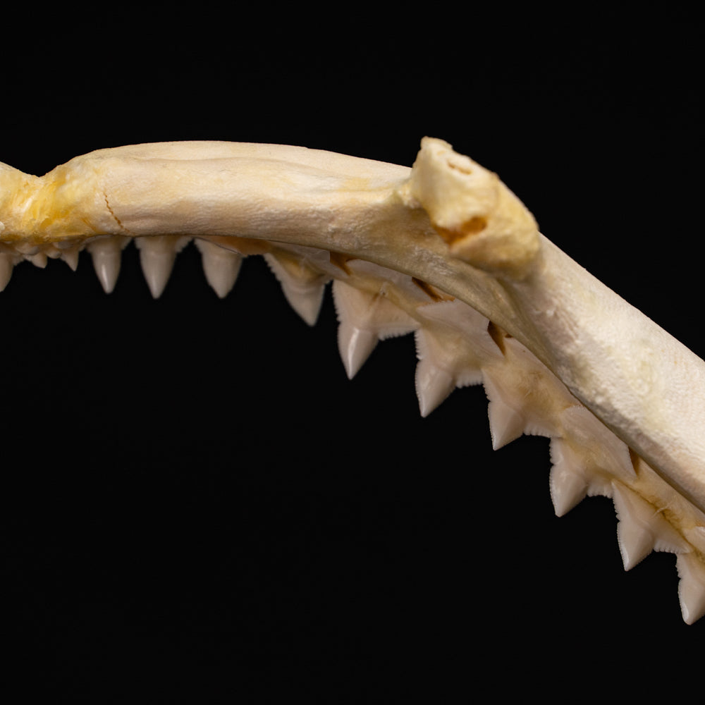 Genuine Blacktip Shark Jaw - Large (.4 lbs)