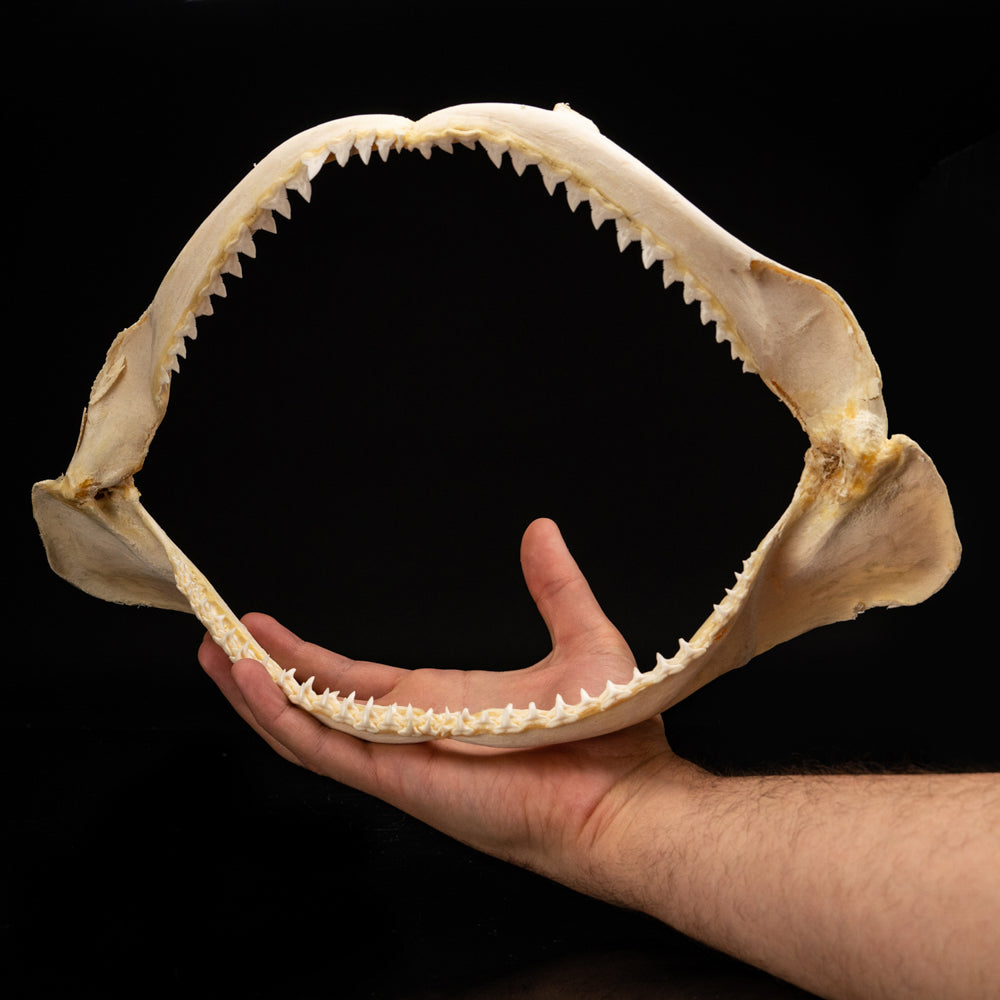 Genuine Blacktip Shark Jaw - Large (.4 lbs)
