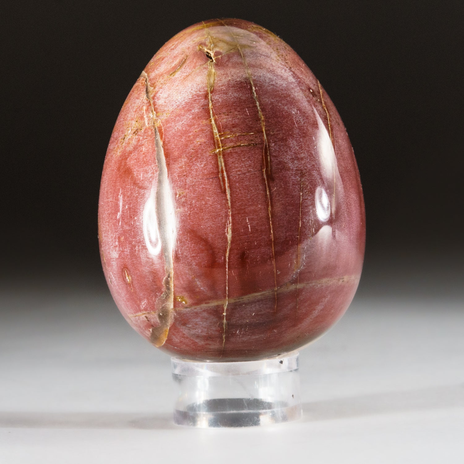 Polished Petrified Wood Egg from Madagascar (266 grams)