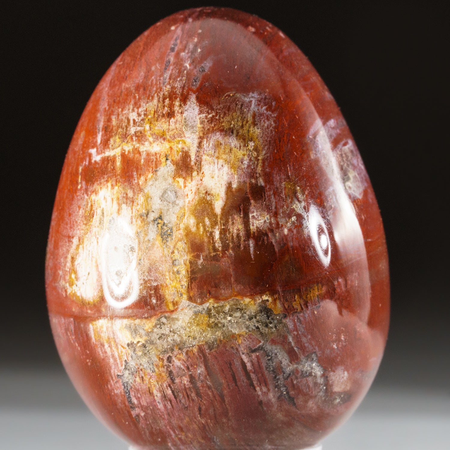 Polished Petrified Wood Egg from Madagascar (168 grams)