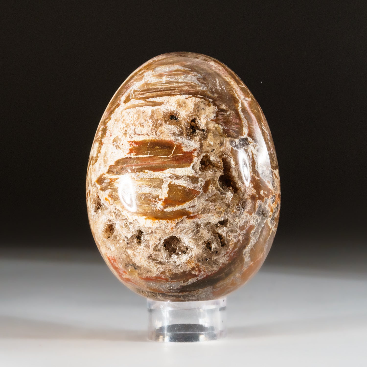 Polished Petrified Wood Egg from Madagascar (.8 lbs)