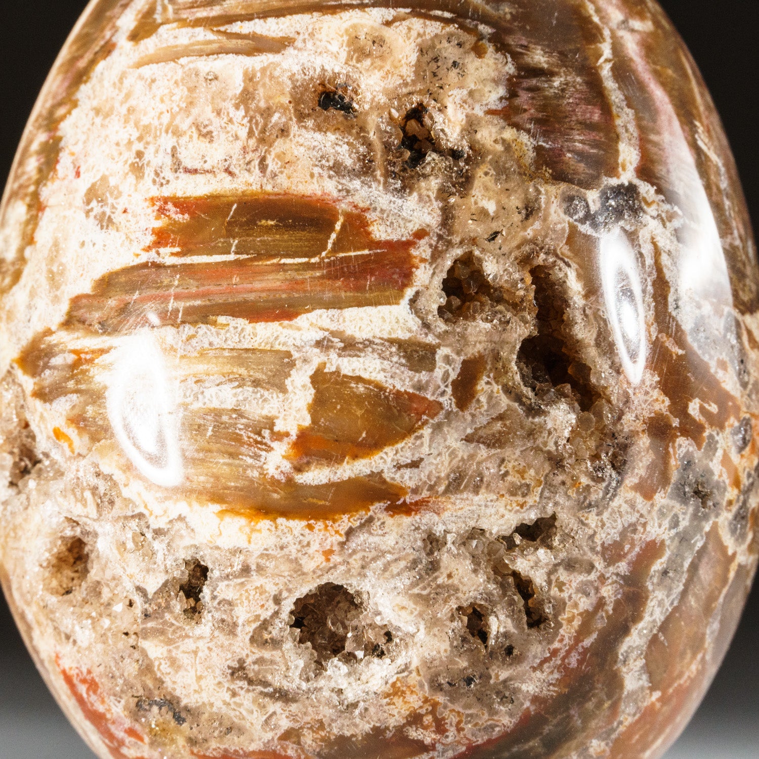 Polished Petrified Wood Egg from Madagascar (.8 lbs)
