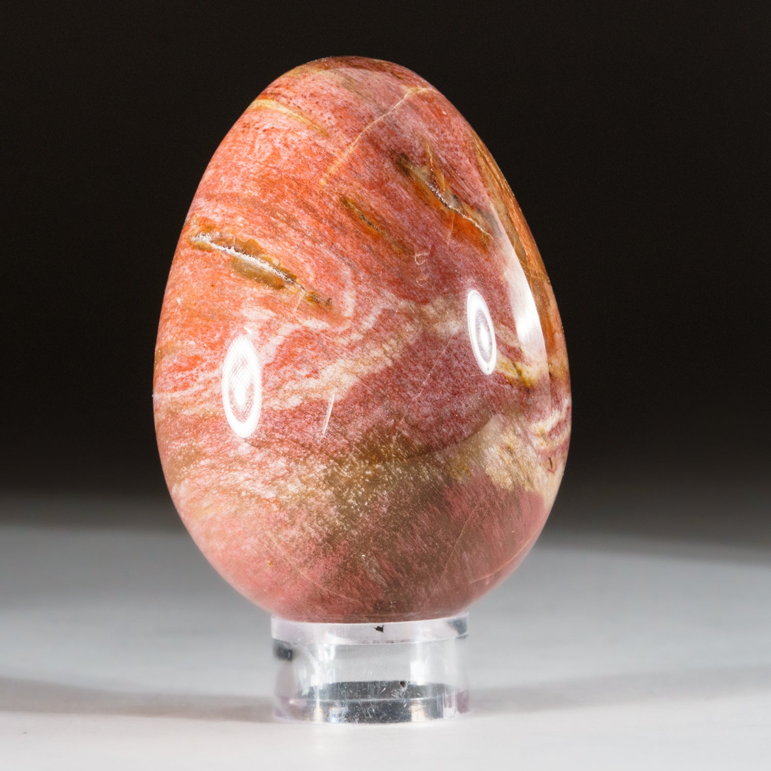 Polished Petrified Wood Egg from Madagascar (.5 lbs)
