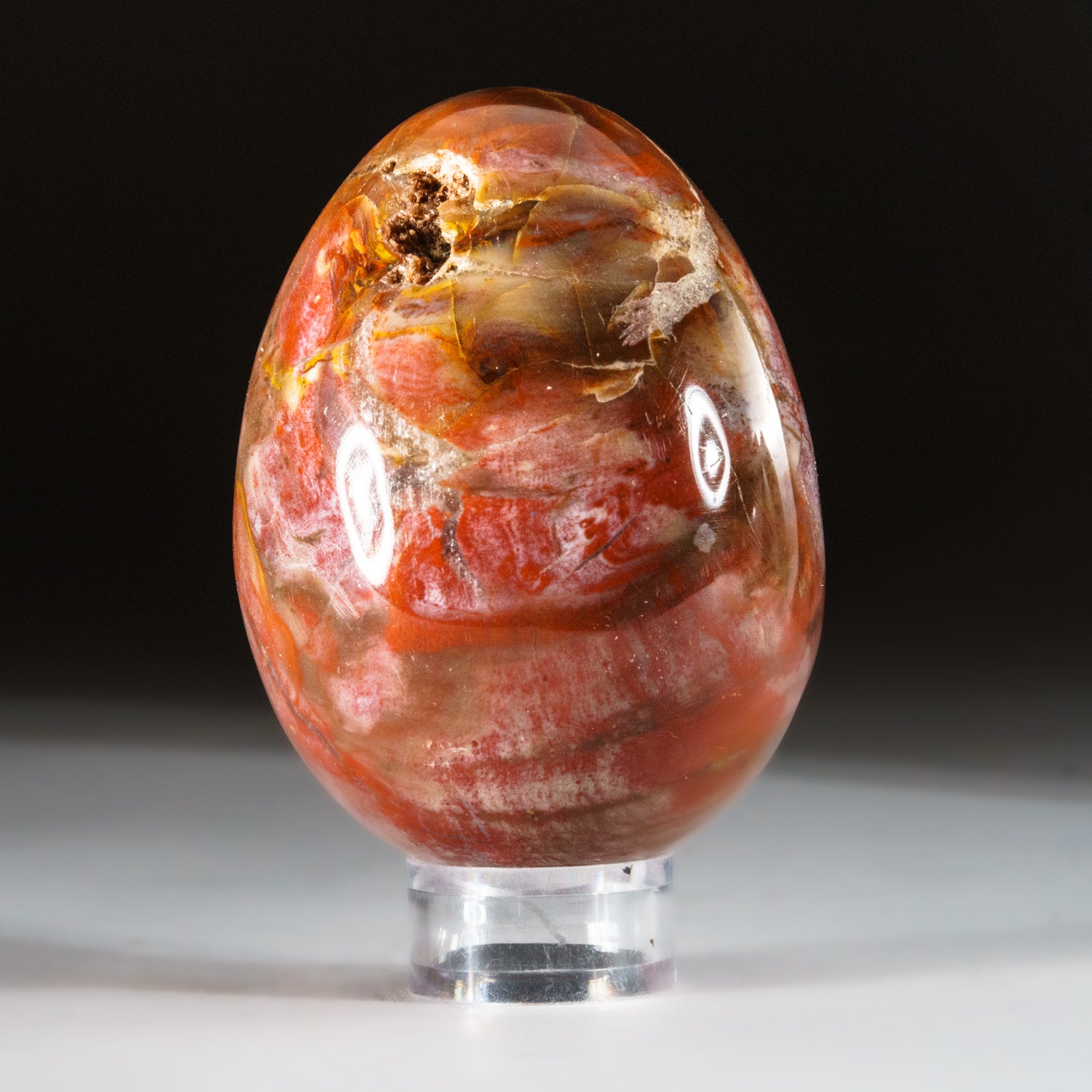 Polished Petrified Wood Egg from Madagascar (.6 lbs)