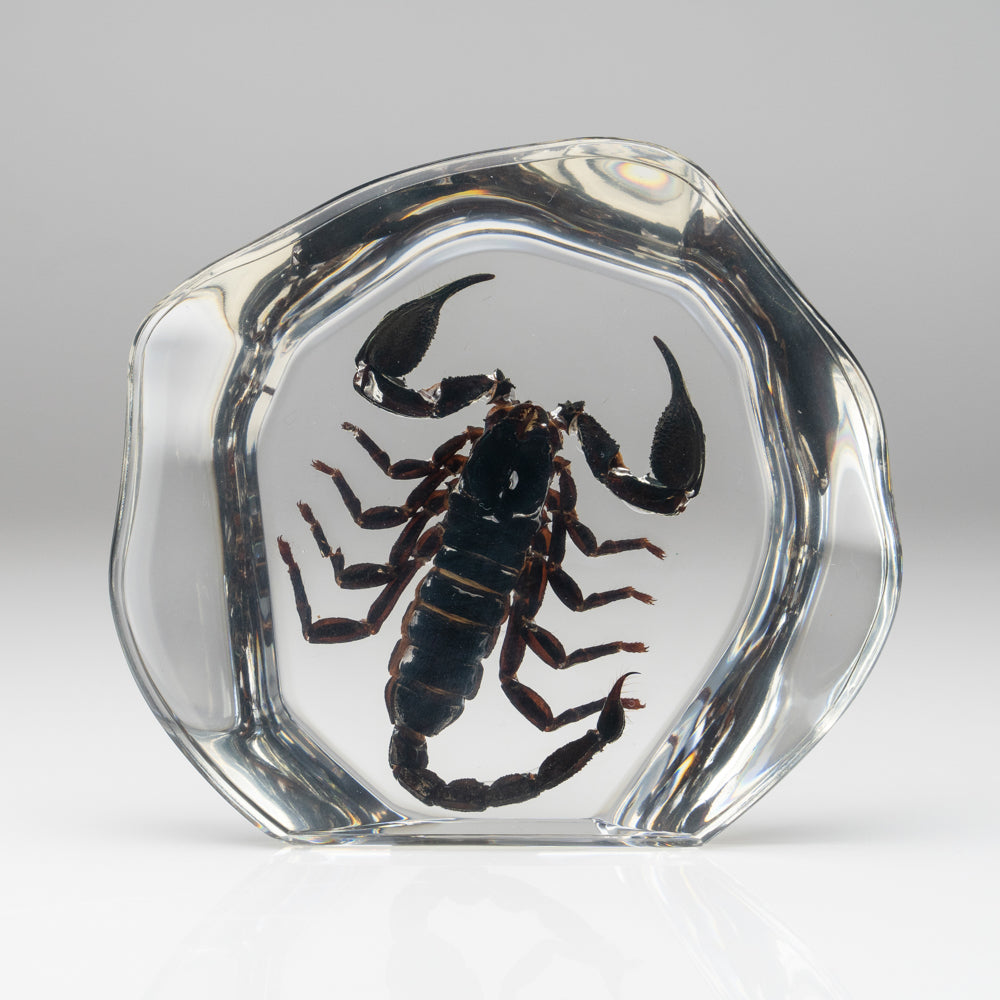 Black Scorpion in Freeform Lucite