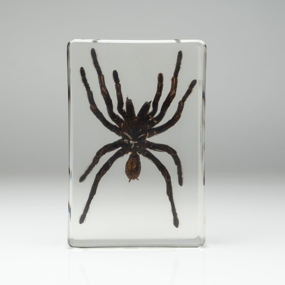 Genuine Tarantula Spider in Lucite