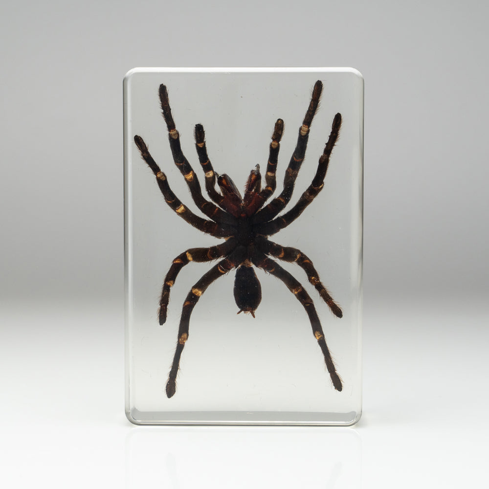 Genuine Tarantula Spider in Lucite