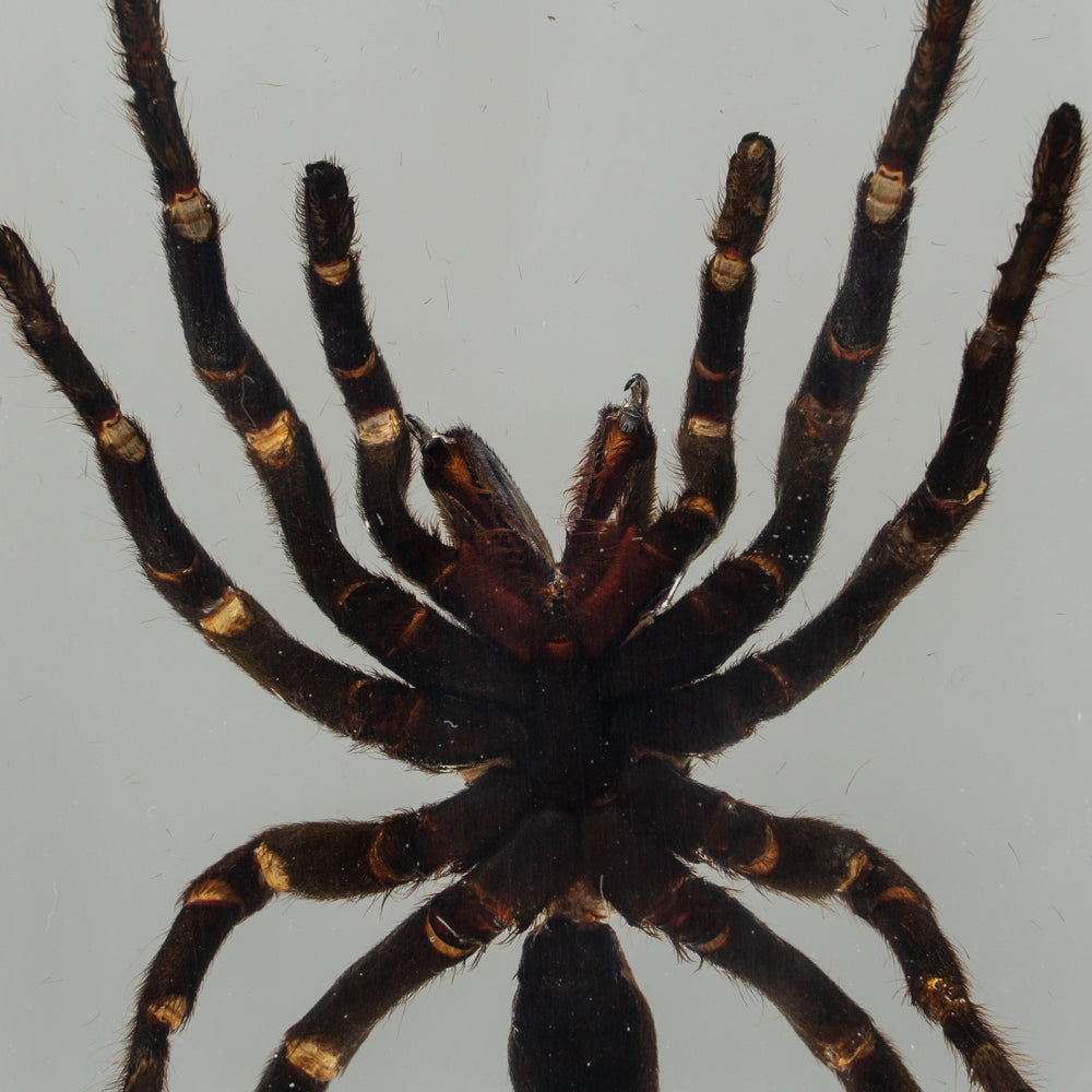 Genuine Tarantula Spider in Lucite