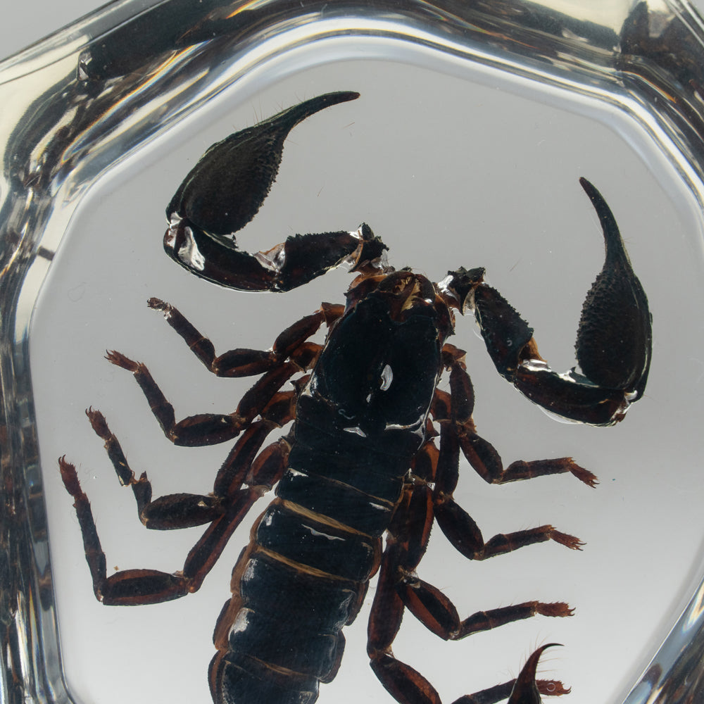 Black Scorpion in Freeform Lucite