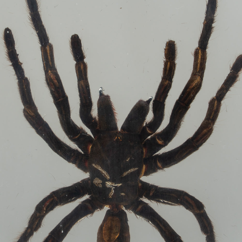 Genuine Tarantula Spider in Lucite