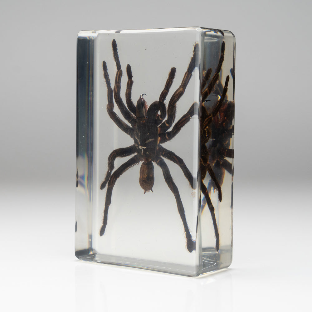 Genuine Tarantula Spider in Lucite