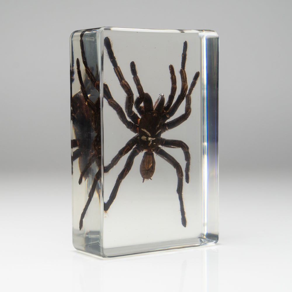 Genuine Tarantula Spider in Lucite