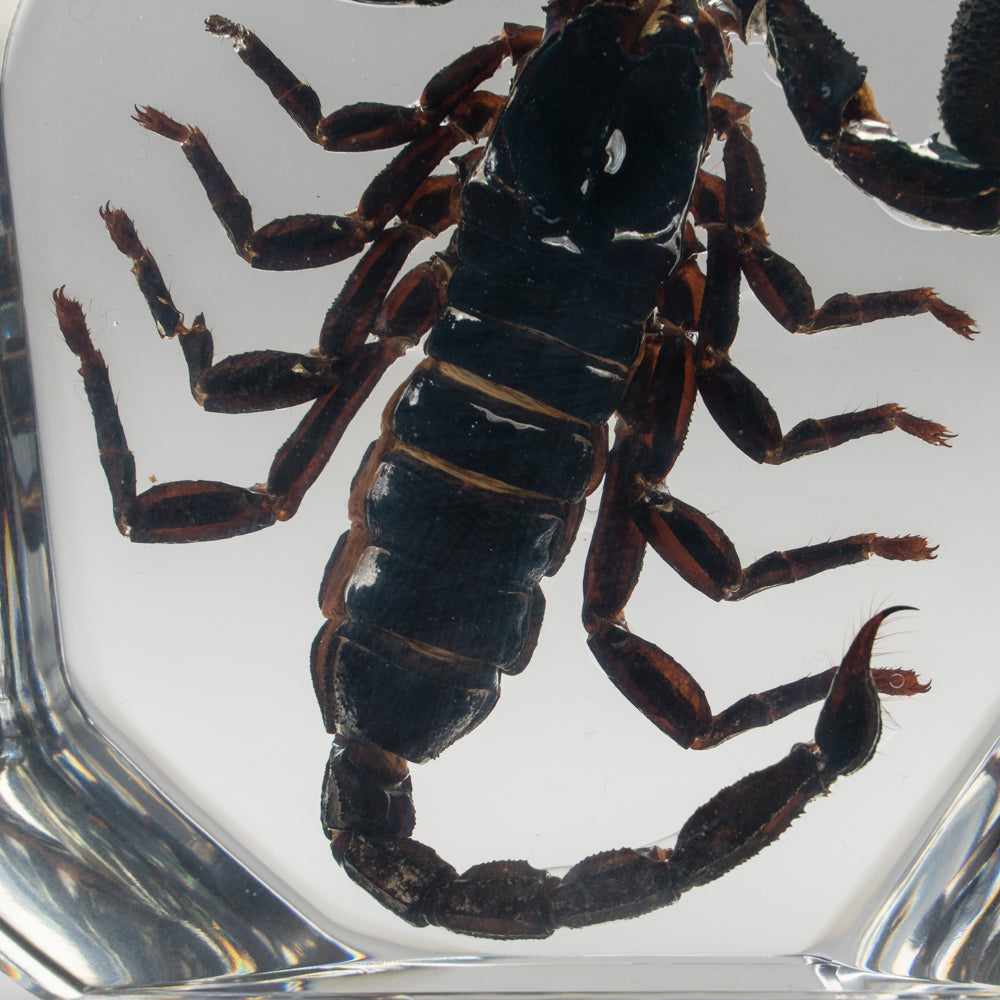 Black Scorpion in Freeform Lucite