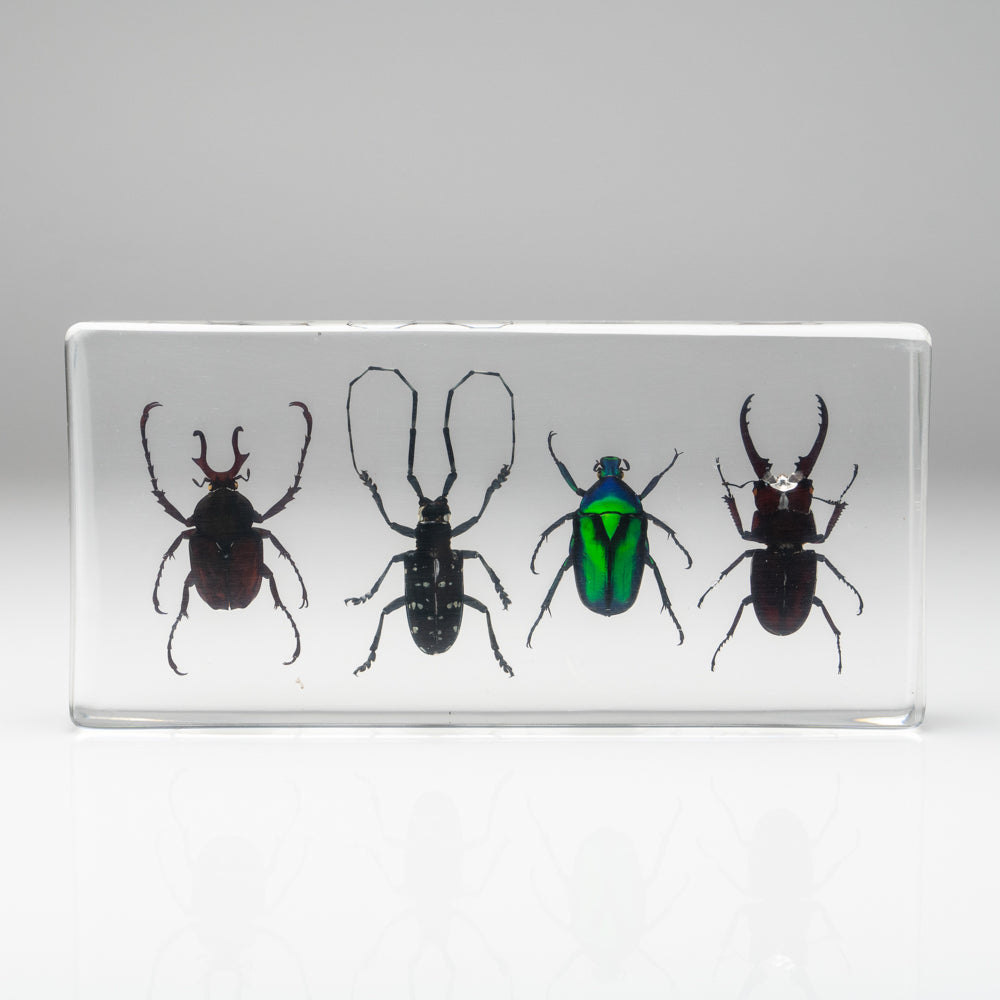 4 Beetles Collection in Lucite