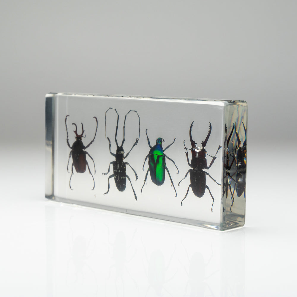 4 Beetles Collection in Lucite