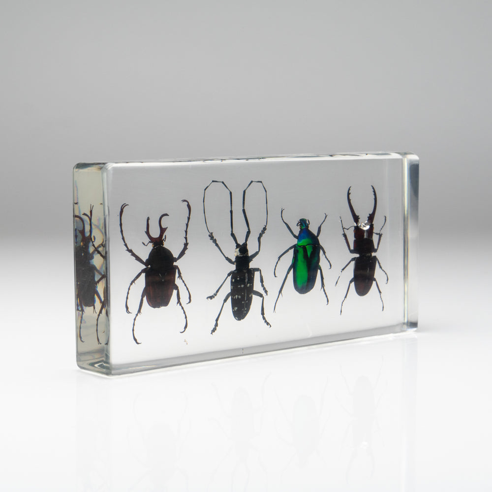 4 Beetles Collection in Lucite