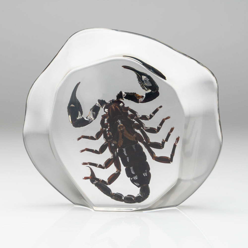 Black Scorpion in Freeform Lucite