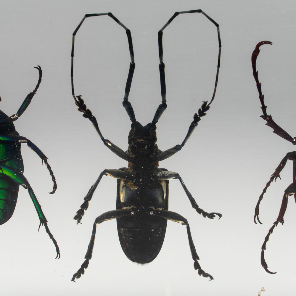 4 Beetles Collection in Lucite