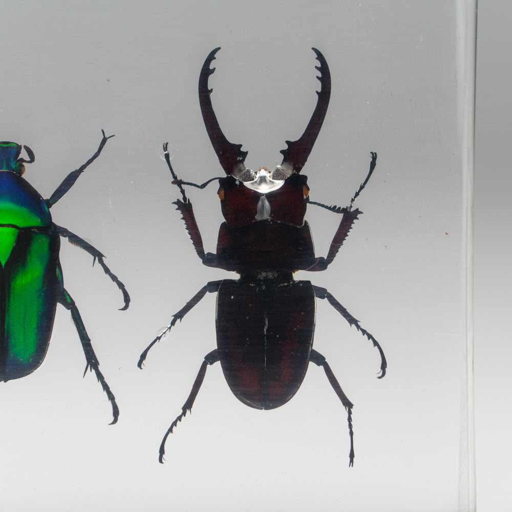 4 Beetles Collection in Lucite