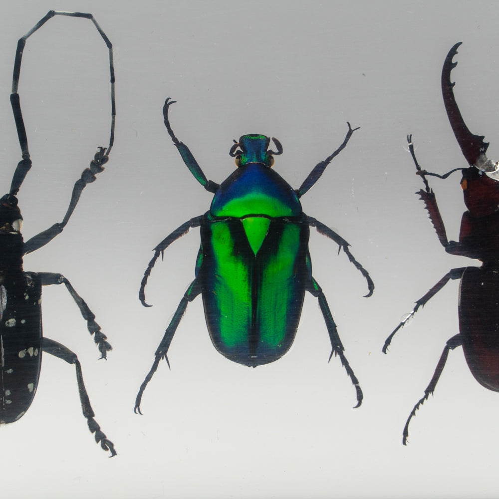 4 Beetles Collection in Lucite