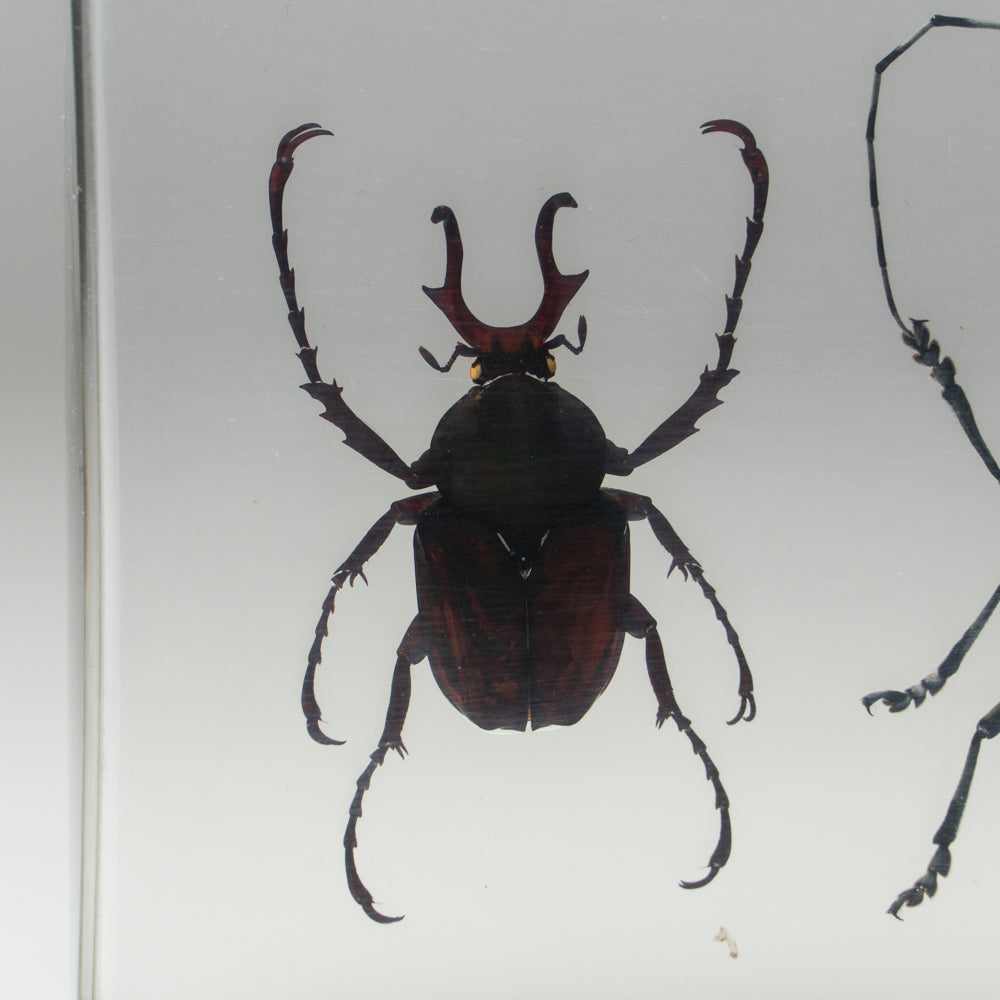 4 Beetles Collection in Lucite