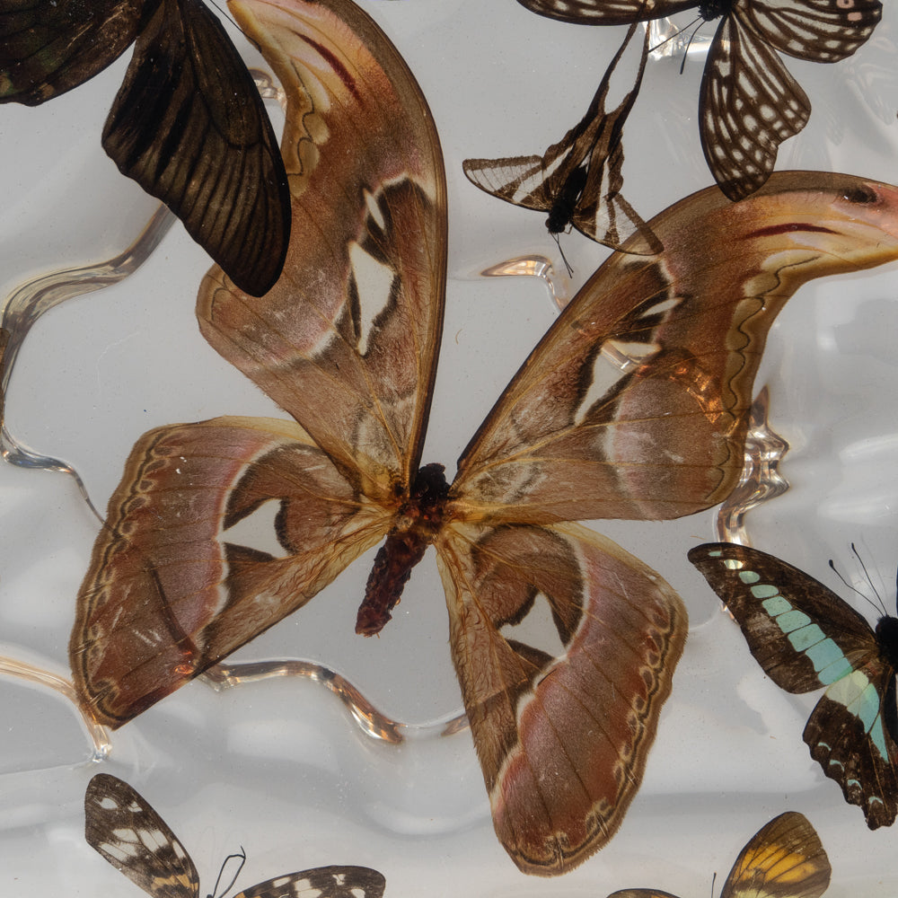 Butterflies in Acrylic Frame