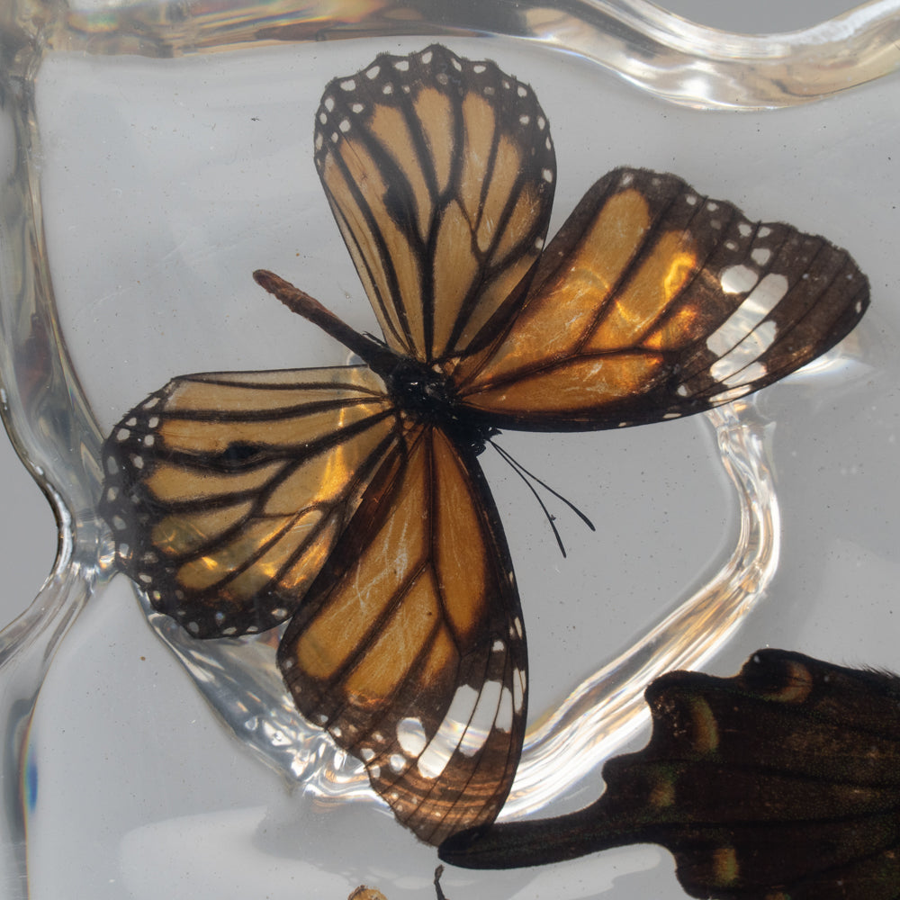 Butterflies in Acrylic Frame