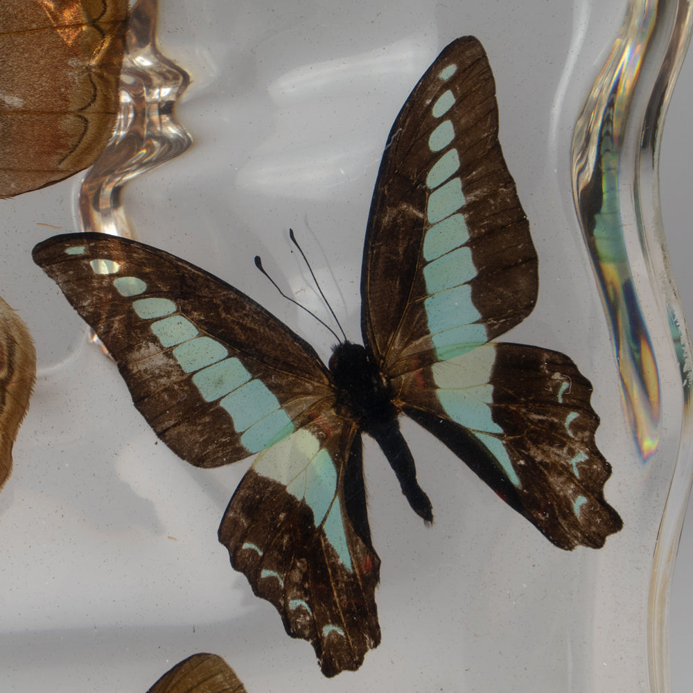 Butterflies in Acrylic Frame