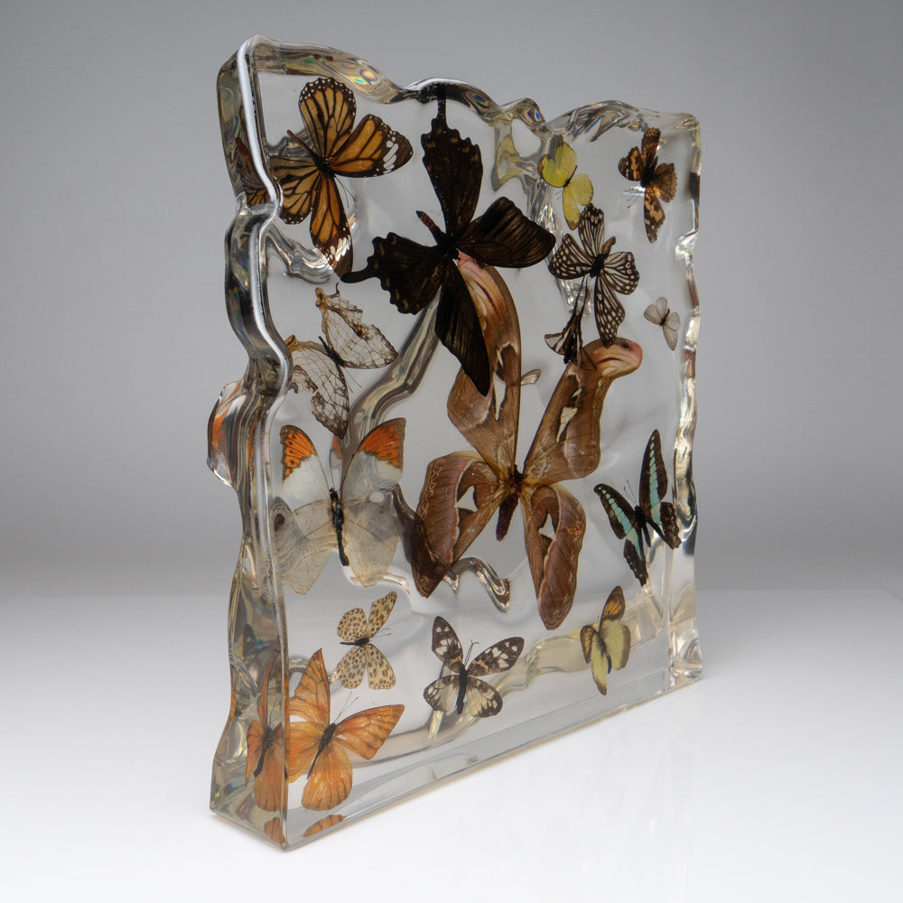 Butterflies in Acrylic Frame