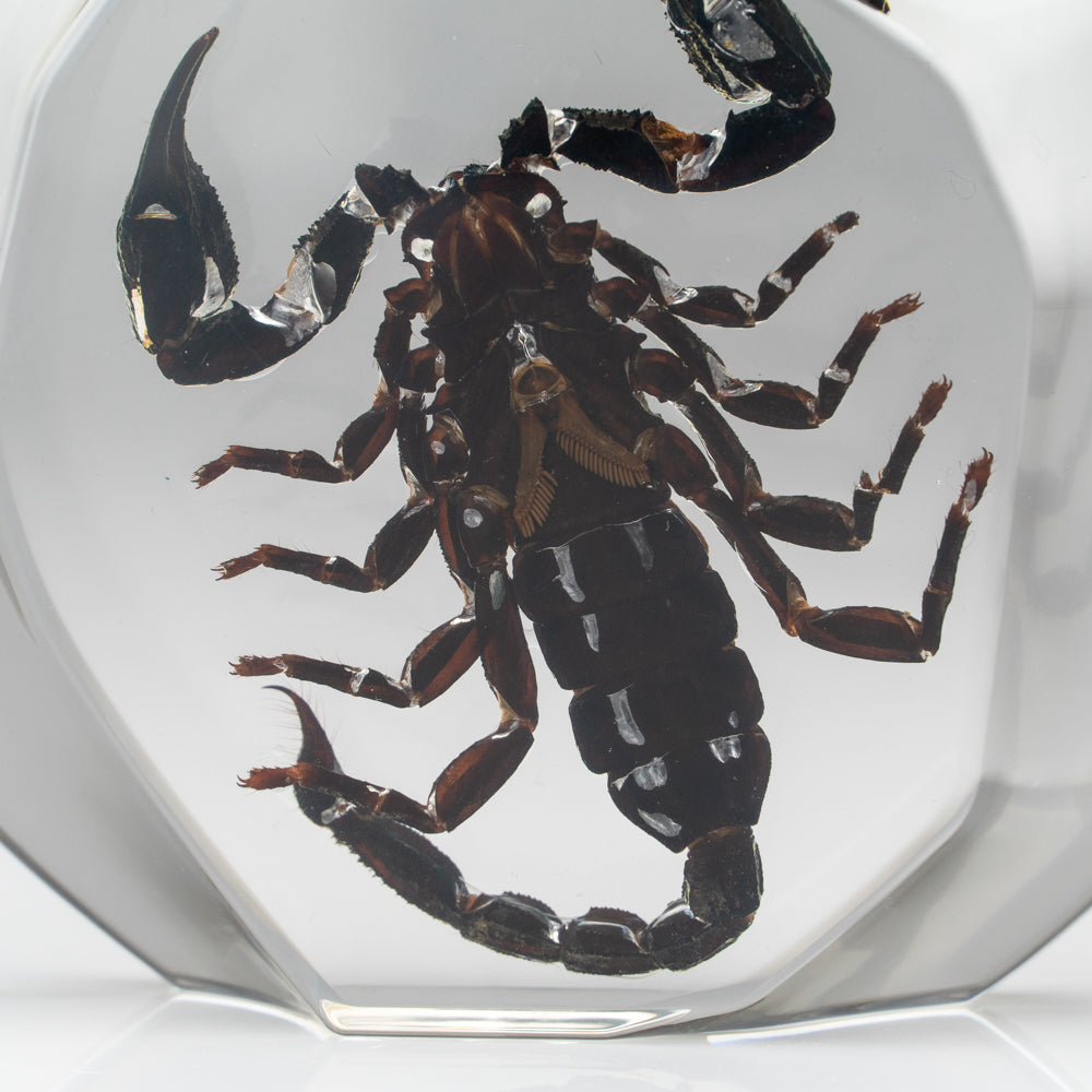 Black Scorpion in Freeform Lucite