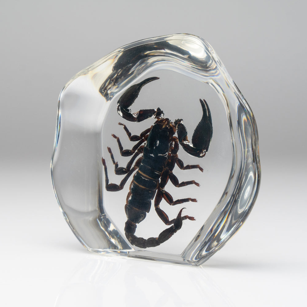 Black Scorpion in Freeform Lucite