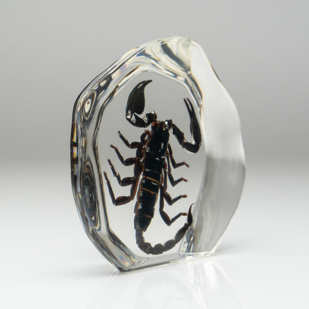 Black Scorpion in Freeform Lucite