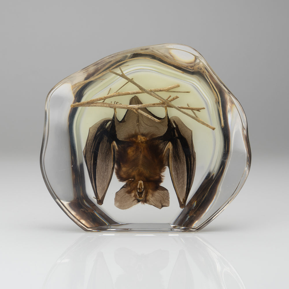 Hanging Bat With Twigs in Lucite