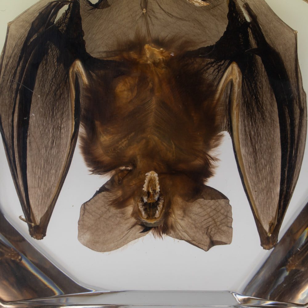 Hanging Bat With Twigs in Lucite