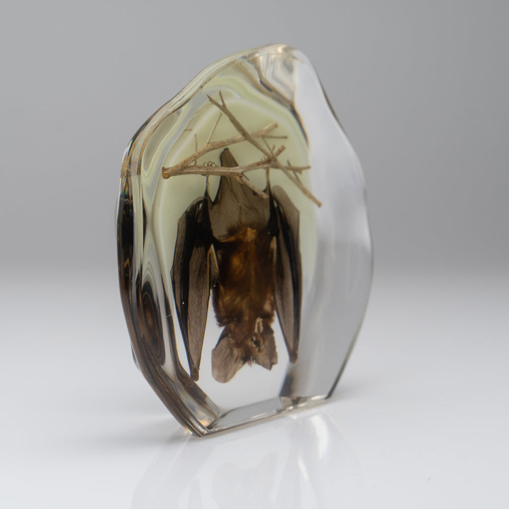 Hanging Bat With Twigs in Lucite