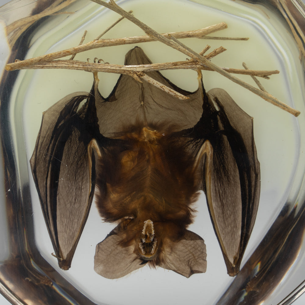 Hanging Bat With Twigs in Lucite