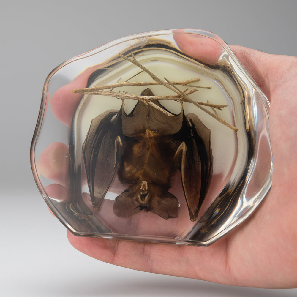 Hanging Bat With Twigs in Lucite