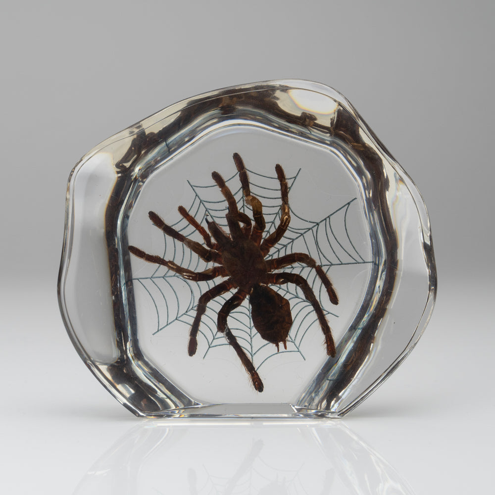 Tarantula Spider with Web in Lucite