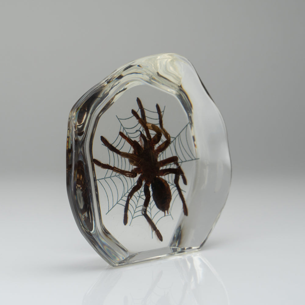 Tarantula Spider with Web in Lucite