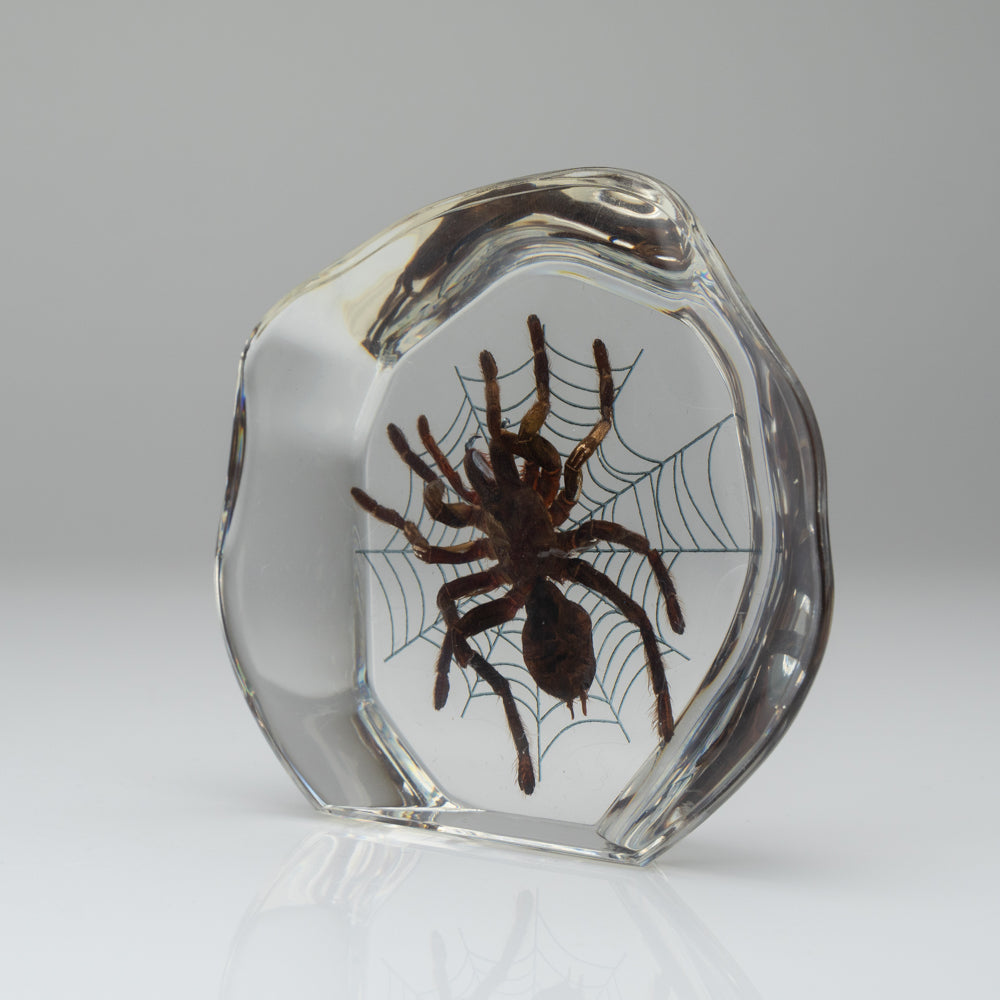 Tarantula Spider with Web in Lucite