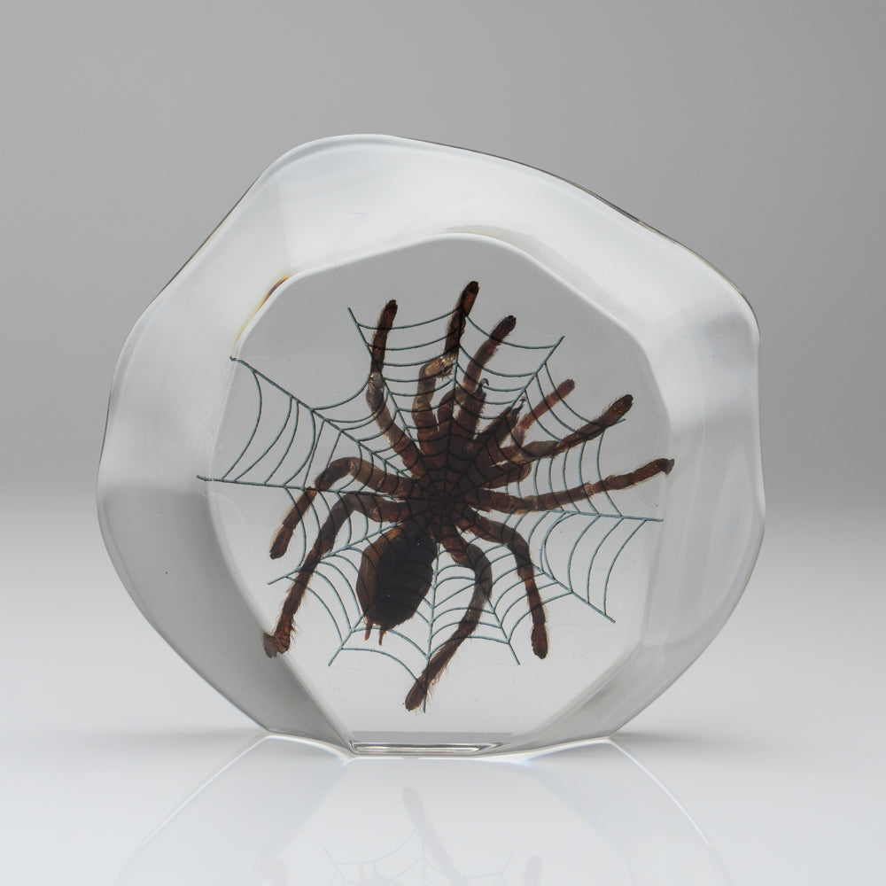 Tarantula Spider with Web in Lucite